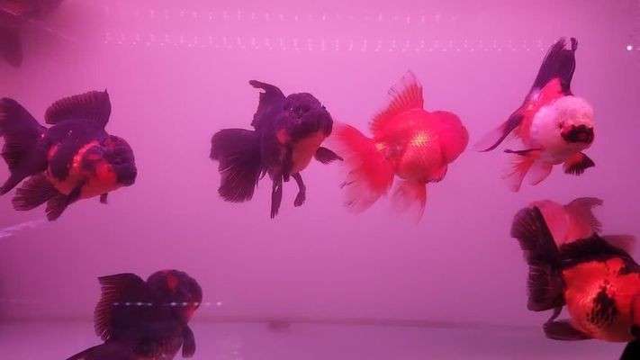 涿州市史秋菊水族館（涿州市史田）