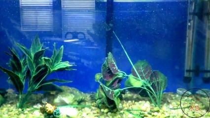 魚缸燈具的選擇和設(shè)計：水族燈光設(shè)計的藝術(shù)水族燈光設(shè)計不僅是一項技術(shù)活