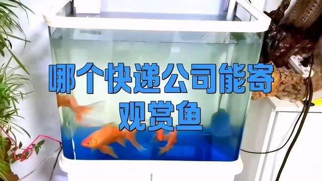 推薦一些專業(yè)的水族物流公司 推薦一些專業(yè)的水族物流公司 龍魚百科 第2張