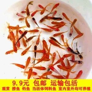 紅龍魚魚苗吃什么飼料好養（紅龍魚吃什么飼料好）
