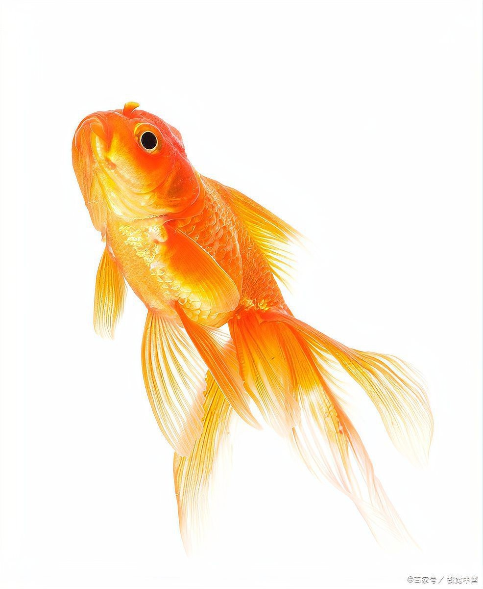 魚身上白霜最快消除方法