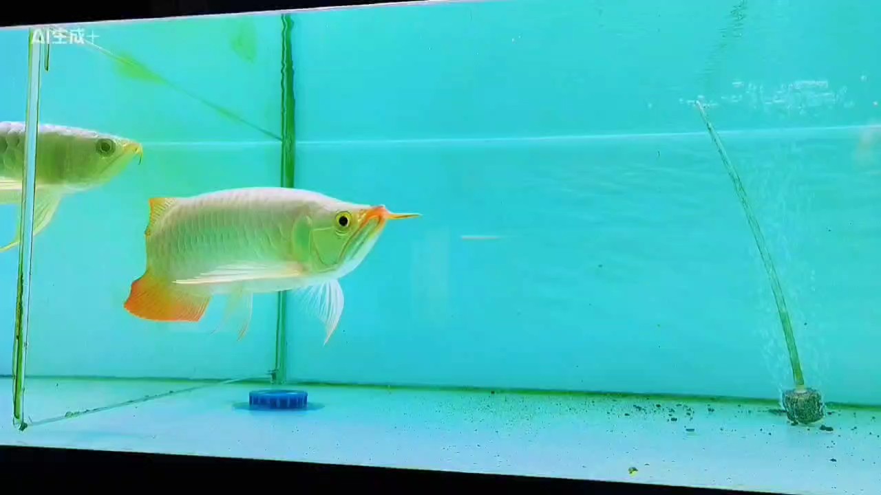 湯勺頭 湯勺頭 龍魚論壇