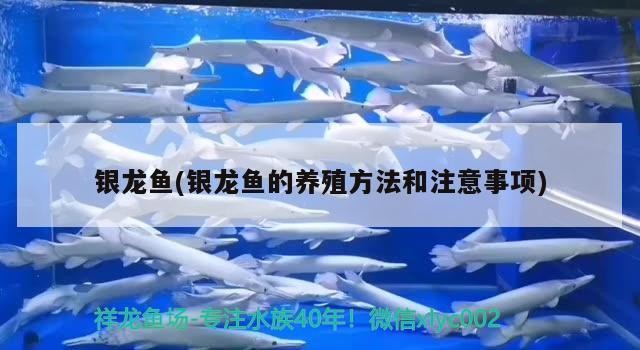 銀龍魚(銀龍魚的養殖方法和注意事項)