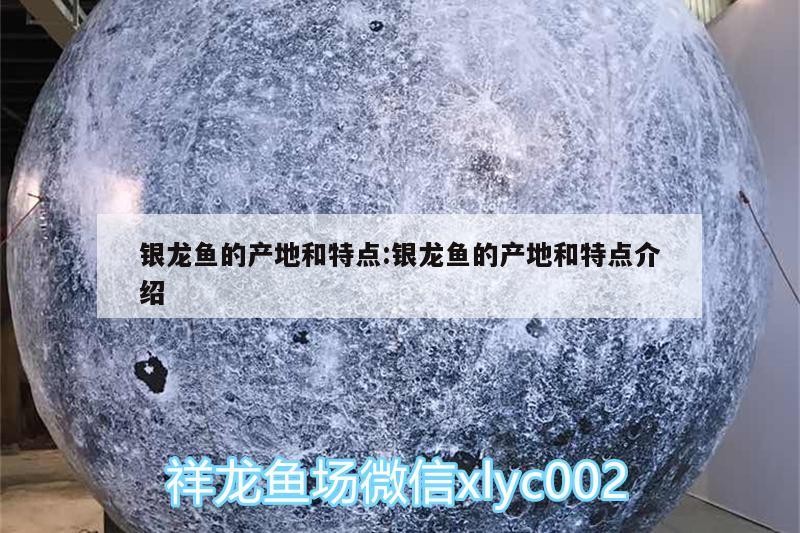銀龍魚的產地和特點:銀龍魚的產地和特點介紹