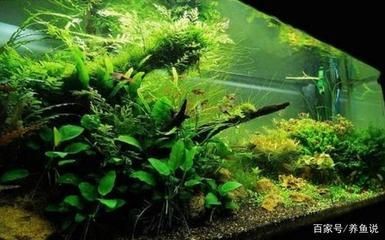 魚缸里的水草怎么養水草對魚缸水草的影響和水質影響：魚缸水草怎么養 魚缸里的水草怎么養水草對魚缸水草的影響和水質影響：魚缸水草怎么養 魚缸百科 第1張