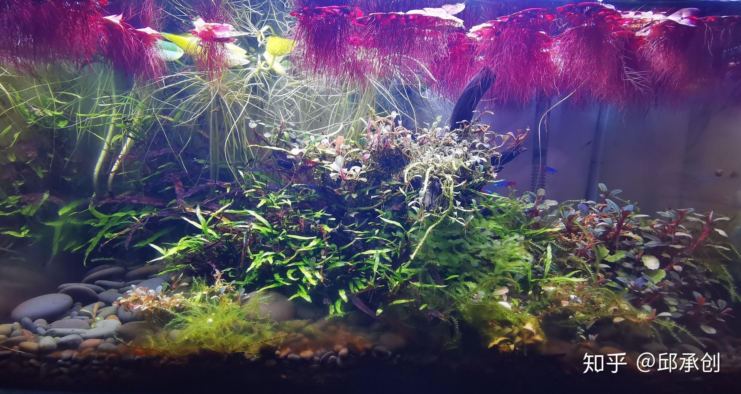 魚缸里的水草怎么養水草對魚缸水草的影響和水質影響：魚缸水草怎么養 魚缸里的水草怎么養水草對魚缸水草的影響和水質影響：魚缸水草怎么養 魚缸百科 第3張