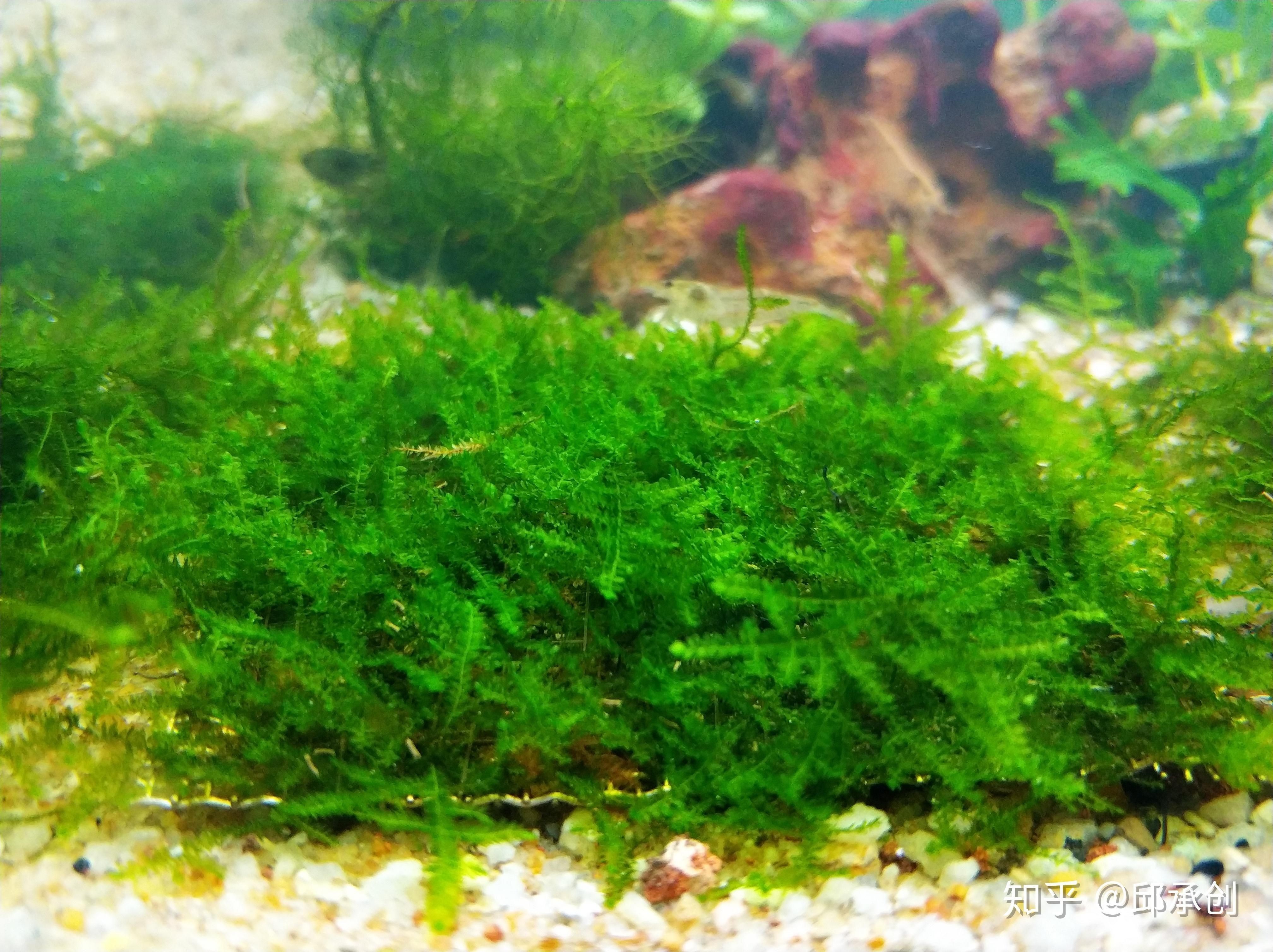魚缸里的水草怎么養水草對魚缸水草的影響和水質影響：魚缸水草怎么養 魚缸里的水草怎么養水草對魚缸水草的影響和水質影響：魚缸水草怎么養 魚缸百科 第4張
