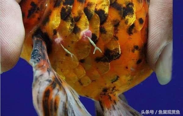 銀龍魚(yú)眼睛有白膜嗎