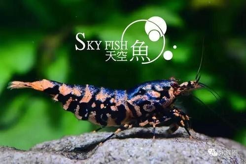2023年長城杯觀賞蝦錦標賽的獲獎名單 2025長城杯龍魚大賽 第7張 2023年長城杯觀賞蝦錦標賽的獲獎名單 2023年長城杯觀賞蝦錦標賽的獲獎名單 2025長城杯龍魚大賽 第7張