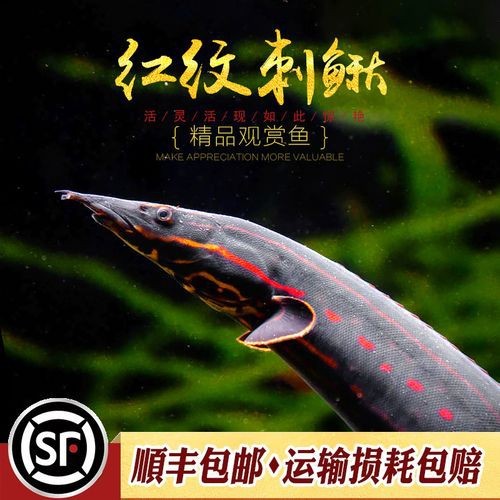 水虎魚和龍魚混養(yǎng)好嗎圖片