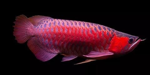 龍魚頂燈怎么擺放好看：如何選擇適合龍魚的燈具，龍魚缸內光照強度調節，龍魚掉眼癥狀及預防方法