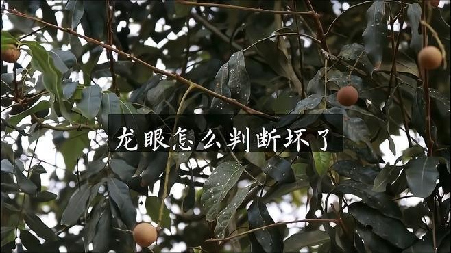 霉變龍眼有哪些特征？