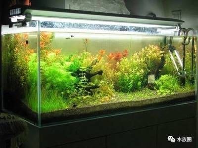光合細菌在魚缸中的應用與維護：光合細菌在魚缸中的作用與應用