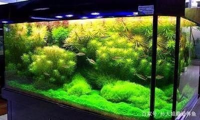 光合細菌在魚缸中的應用與維護：光合細菌在魚缸中的作用與應用