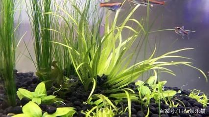 光合細菌在魚缸中的應用與維護：光合細菌在魚缸中的作用與應用