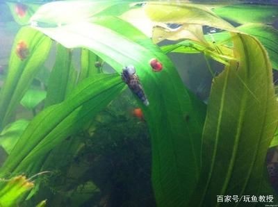 觀賞魚缸的水藻管理：觀賞魚缸中養出健康的水藻是一個需要細心操作的過程