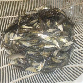 魚苗批發(fā)基地 批發(fā)市場