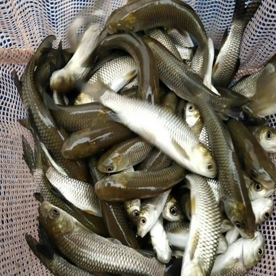 魚苗批發(fā)基地 批發(fā)市場