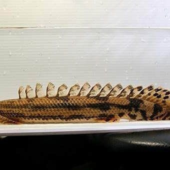 虎紋恐龍王魚