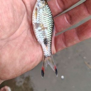 廣州釣魚網有哪些釣魚論壇? 2025長城杯龍魚大賽 第6張 廣州釣魚網有哪些釣魚論壇? 廣州釣魚網有哪些釣魚論壇? 2025長城杯龍魚大賽 第6張