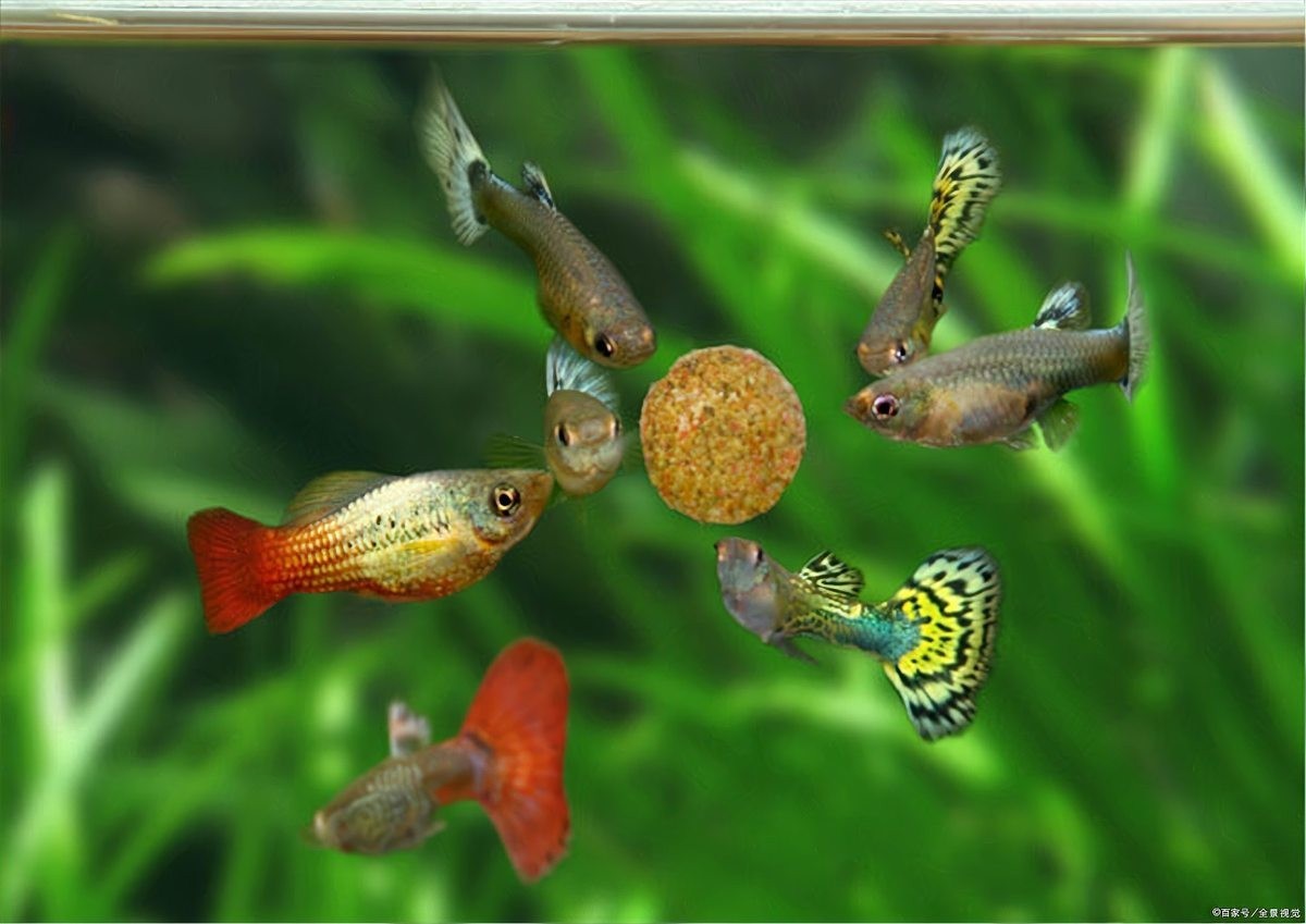 孔雀魚壽命一般有多長？ 孔雀魚壽命一般有多長？ 2025長城杯龍魚大賽 第8張