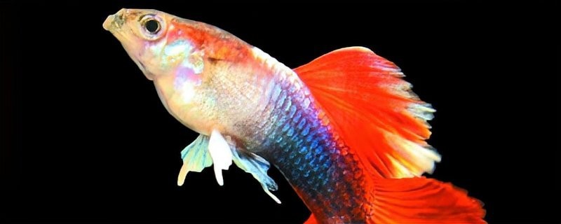 孔雀魚壽命一般有多長？ 孔雀魚壽命一般有多長？ 2025長城杯龍魚大賽 第3張
