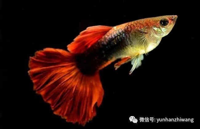 孔雀魚壽命一般有多長？ 孔雀魚壽命一般有多長？ 2025長城杯龍魚大賽 第4張
