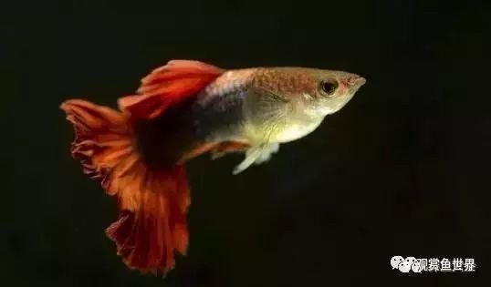 孔雀魚壽命一般有多長？ 孔雀魚壽命一般有多長？ 2025長城杯龍魚大賽 第5張
