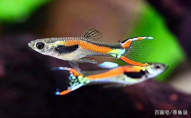 孔雀魚壽命一般有多長？ 孔雀魚壽命一般有多長？ 2025長城杯龍魚大賽 第6張