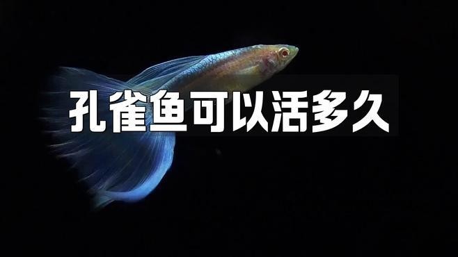 孔雀魚壽命一般有多長？ 孔雀魚壽命一般有多長？ 2025長城杯龍魚大賽 第1張