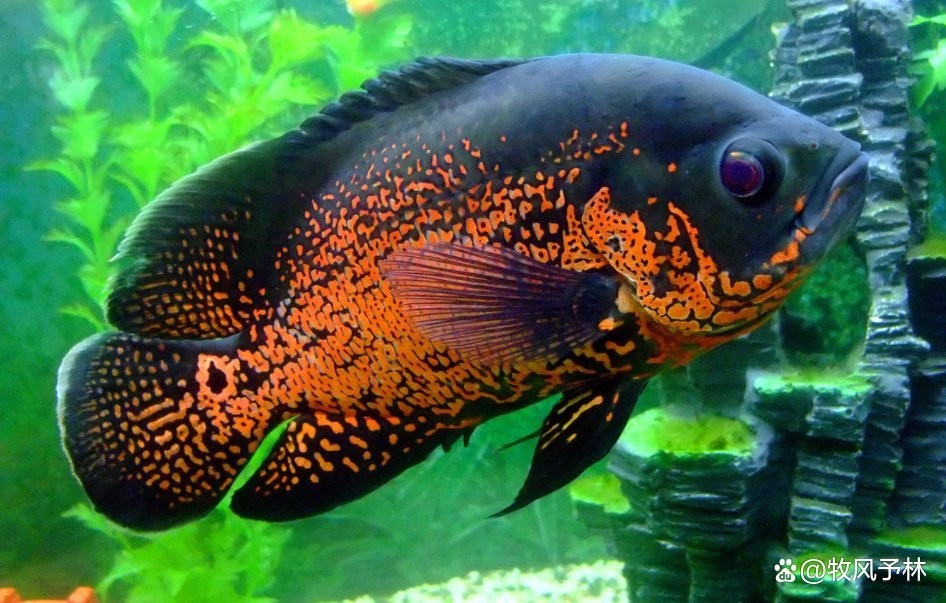 孔雀魚壽命一般有多長？ 孔雀魚壽命一般有多長？ 2025長城杯龍魚大賽 第2張