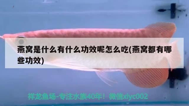 龍魚缸褐藻怎么去除：如何預防魚缸褐藻滋生