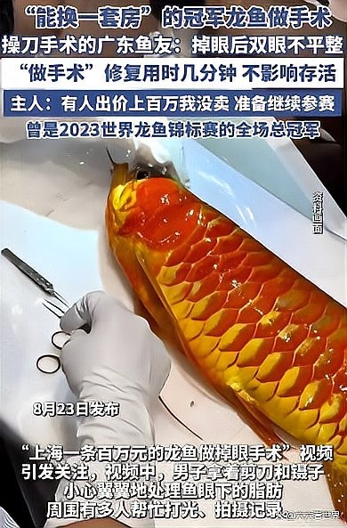 龍魚界總冠軍的商業(yè)價值如何評估？