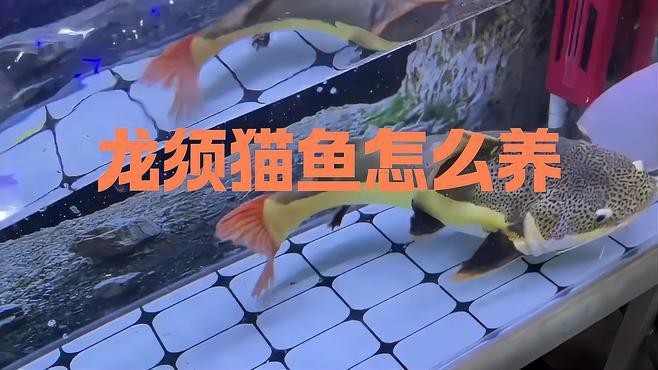 如何安全地混養(yǎng)龍須貓魚？