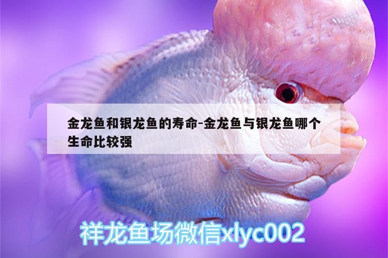 金龍魚和銀龍魚的壽命:金龍魚與銀龍魚哪個生命比較強