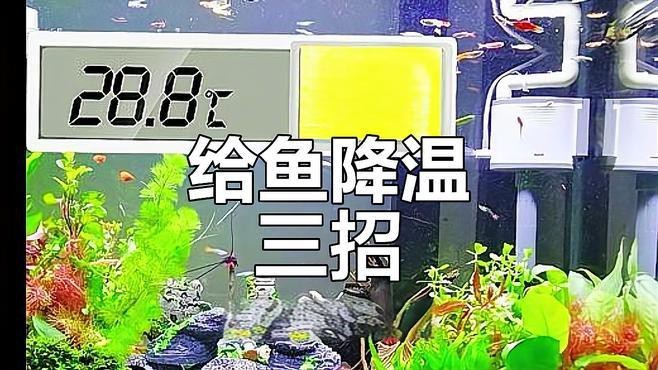 金龍魚夏天水溫高怎么辦