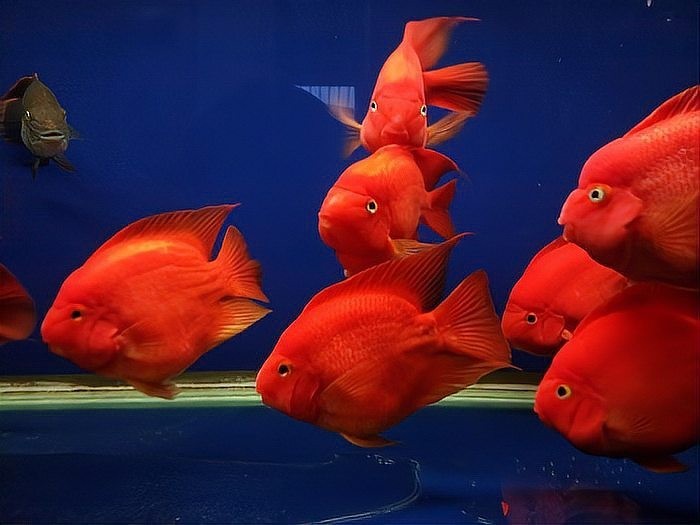 花地灣壹遇龍魚水族的評價如何? 2025長城杯龍魚大賽 第2張 花地灣壹遇龍魚水族的評價如何? 花地灣壹遇龍魚水族的評價如何? 2025長城杯龍魚大賽 第2張