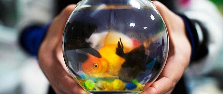 花地灣壹遇龍魚水族的評價如何? 2025長城杯龍魚大賽 第1張 花地灣壹遇龍魚水族的評價如何? 花地灣壹遇龍魚水族的評價如何? 2025長城杯龍魚大賽 第1張