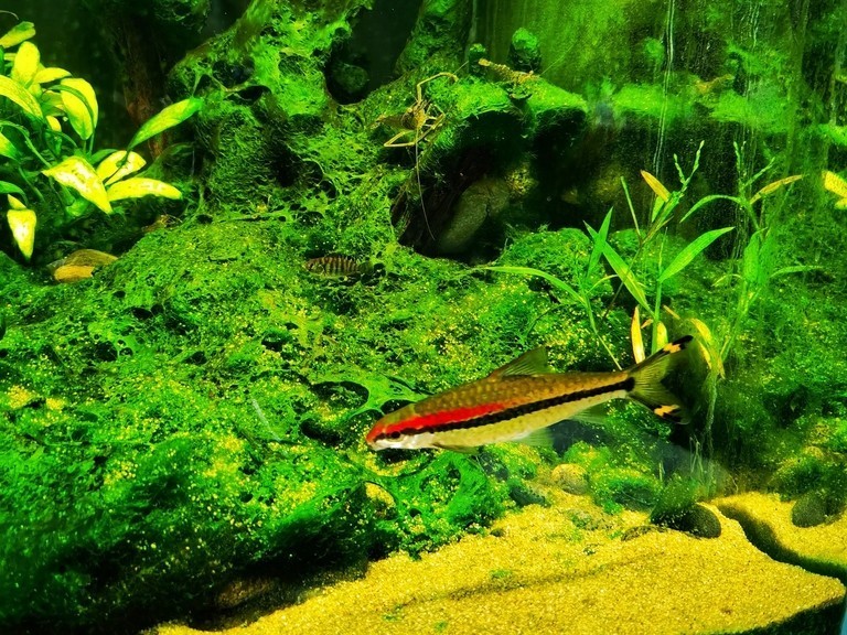 野生缸