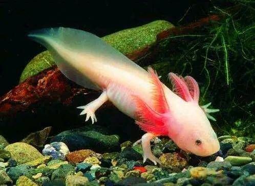 龍魚死掉的寓意（當龍魚死亡時，這一寓意啟示人們以積極態度看待生死交替） 龍魚死掉的寓意（當龍魚死亡時，這一寓意啟示人們以積極態度看待生死交替） 龍魚百科 第5張
