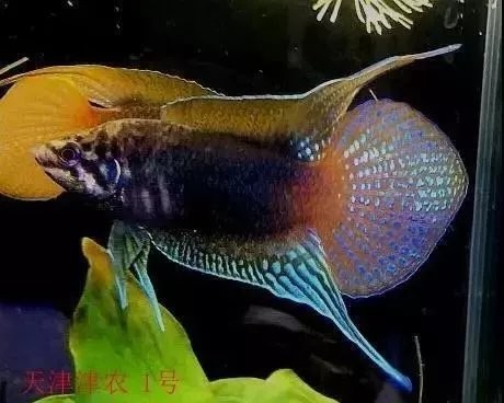 請?zhí)峁└嚅L城杯觀賞魚比賽的獲獎作品信息