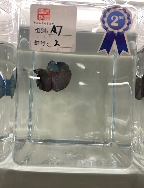 請?zhí)峁└嚅L城杯觀賞魚比賽的獲獎作品信息