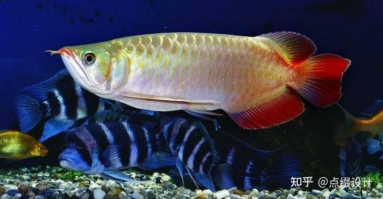 紅龍魚的風(fēng)水象征是什么