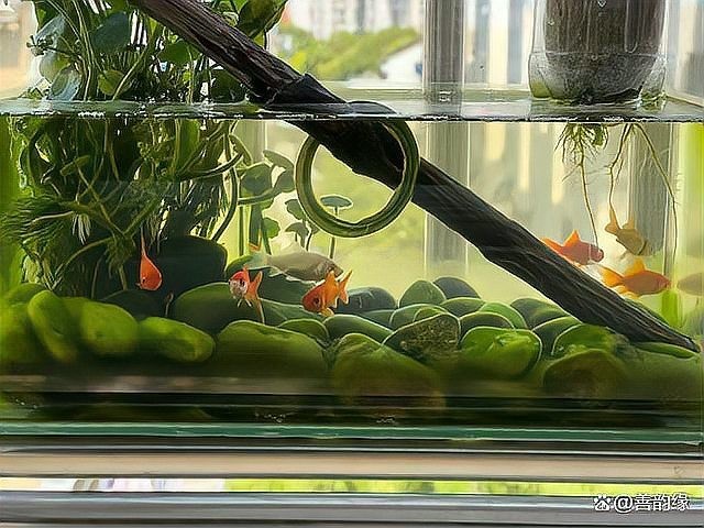 紅龍魚的風(fēng)水象征是什么