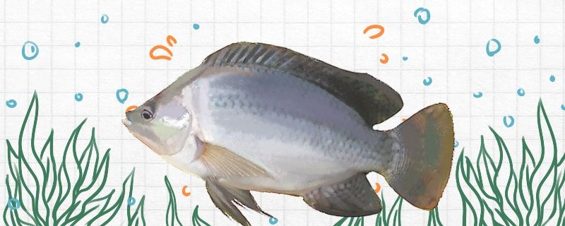羅非魚是鯽魚嗎和鯽魚有什么區別