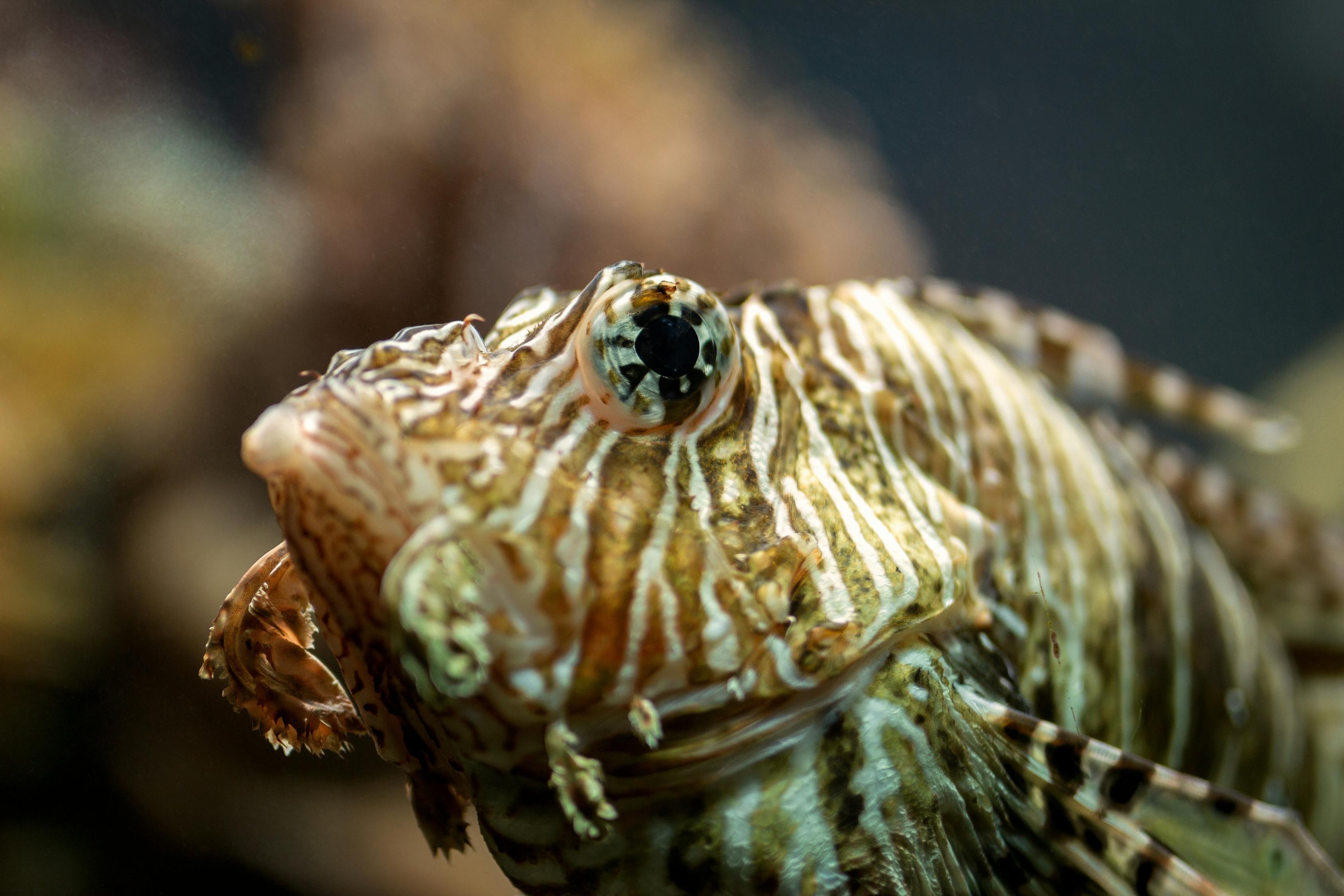 深海金菠蘿魚價格