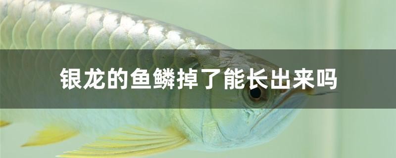 銀龍的魚鱗掉了能長出來嗎