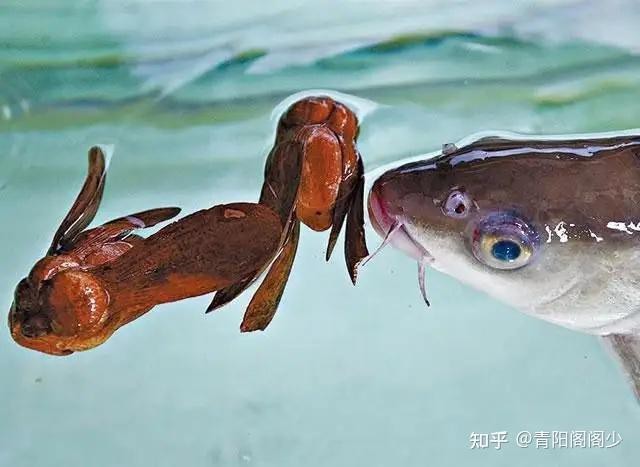 淡水魚忘不了