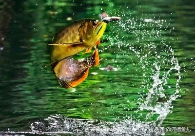 龍魚掉在地上會(huì)死嗎（龍魚掉在地上會(huì)有生命危險(xiǎn)嗎？）