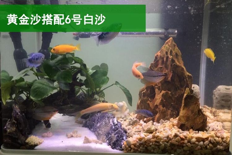 紅色魚缸底砂的選擇標準：紅色的魚缸底砂怎么選擇
